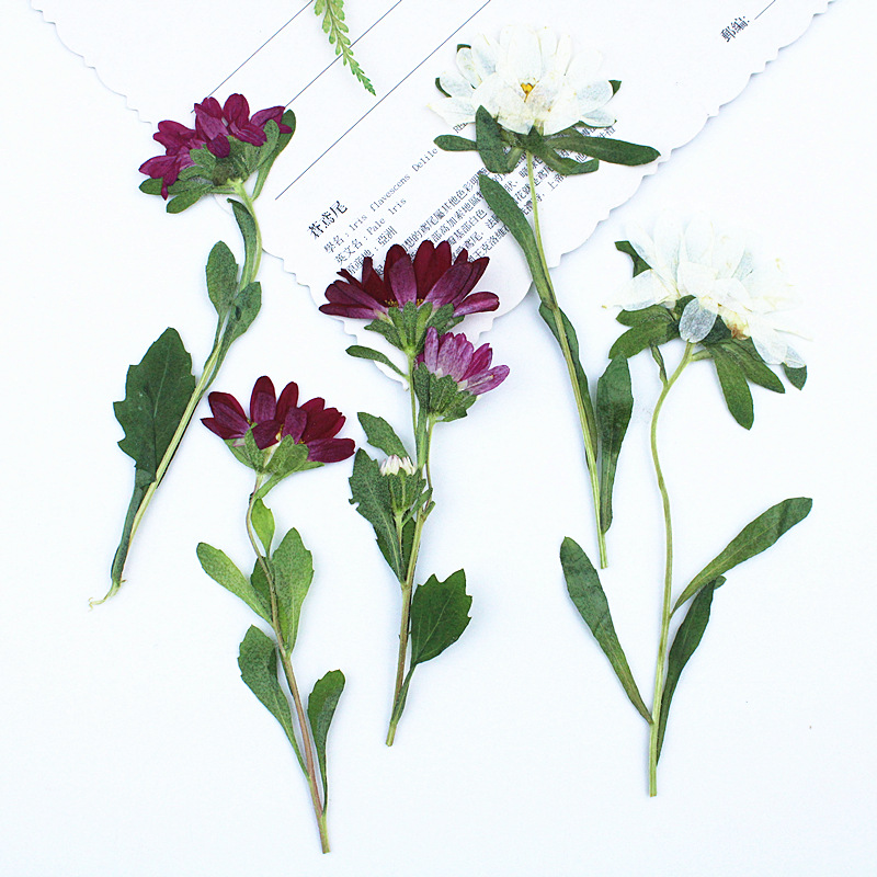 Photo Frame Baby - 24 pièces, mini chrysanthèmes pressés et