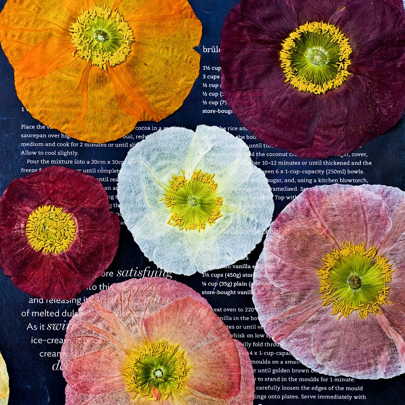 1 pièce, Fleurs de pavot de ca - Photo Frame Baby avis et prix