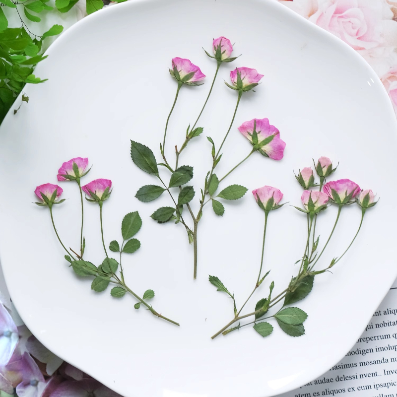 12 pièces, mini roses pressées - Photo Frame Baby avis et prix