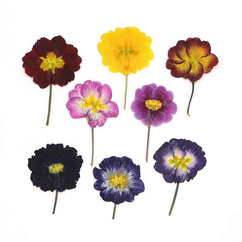 48 pièces de fleurs séchées de - Photo Frame Baby avis et prix