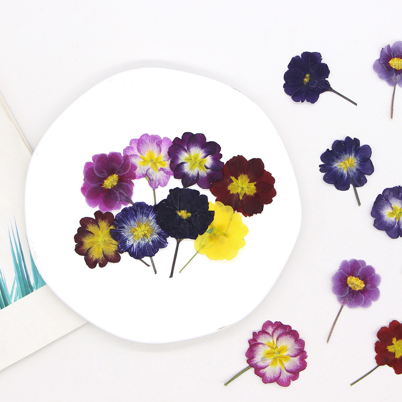 48 pièces de fleurs séchées de - Photo Frame Baby avis et prix