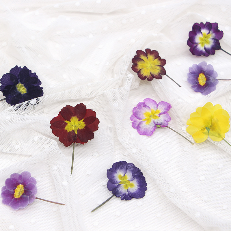 48 pièces de fleurs séchées de - Photo Frame Baby avis et prix