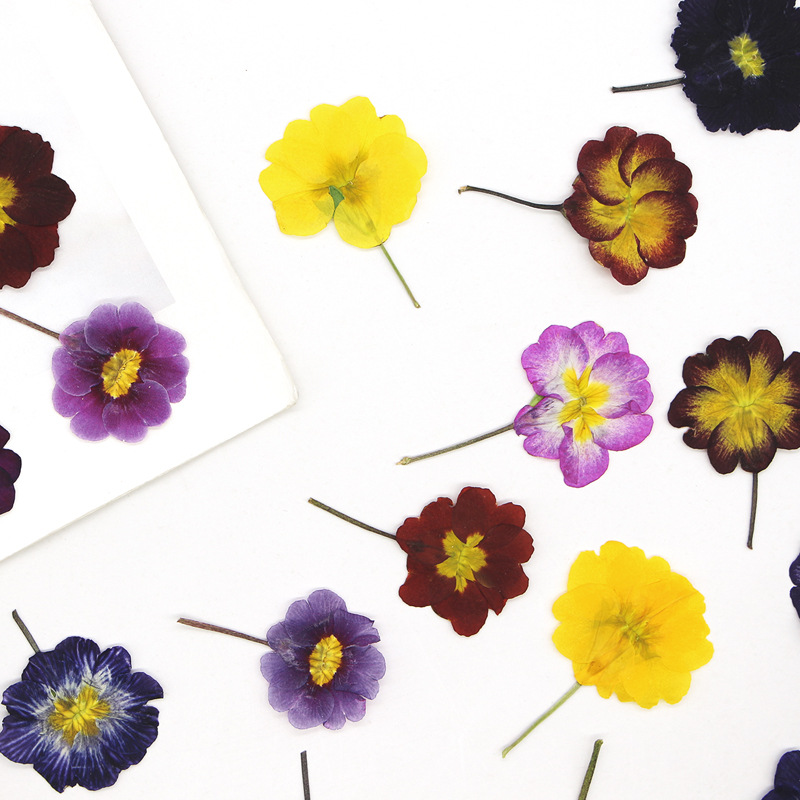 48 pièces de fleurs séchées de - Photo Frame Baby avis et prix