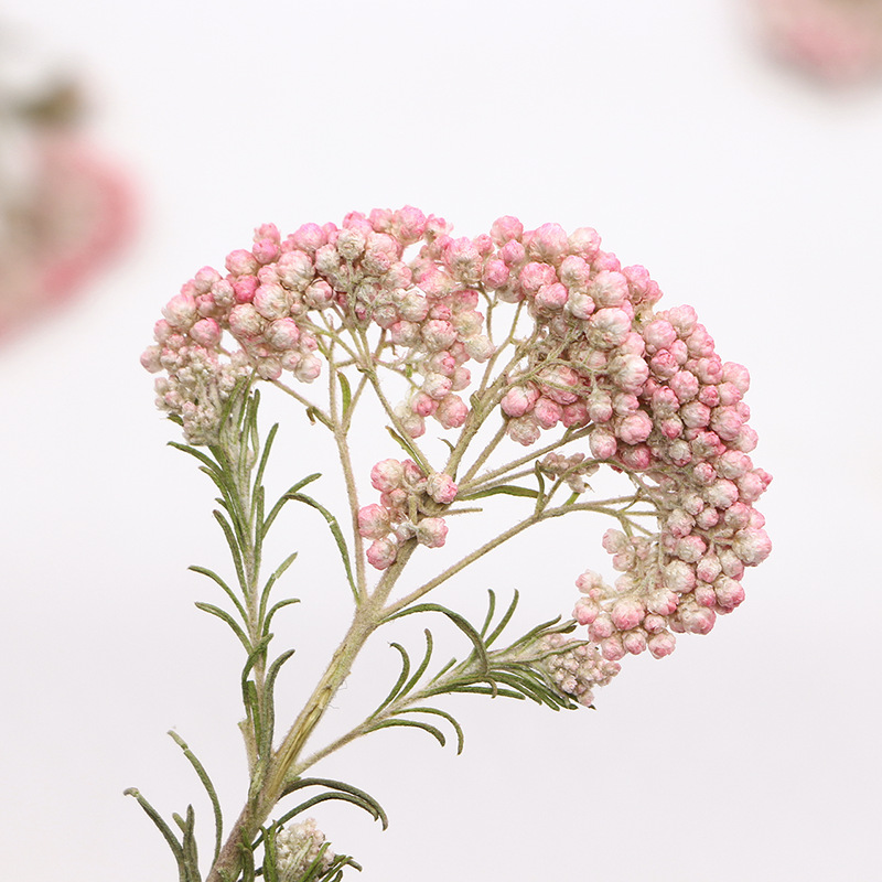 12 pièces, Branches de fleurs  - Photo Frame Baby avis et prix