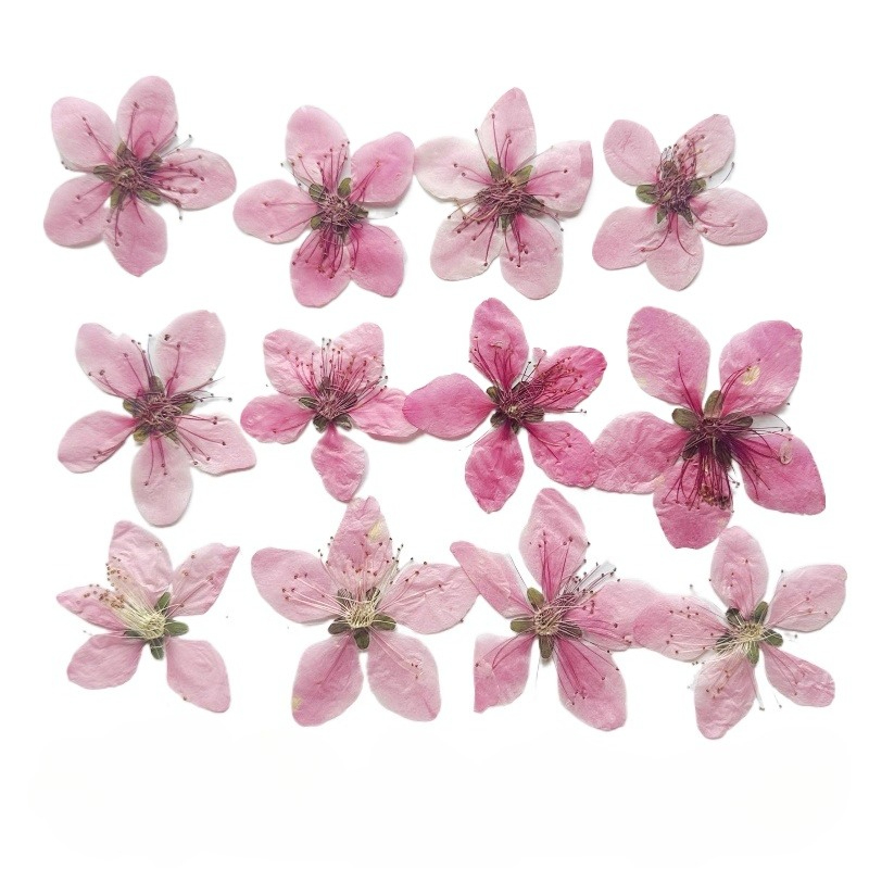 12 pièces, Fleurs de pêcher na - Photo Frame Baby avis et prix
