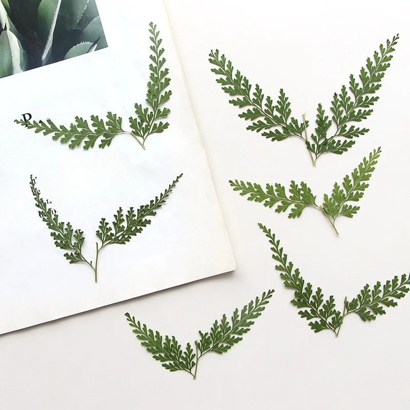 Nature PMurcia Fern Branches,  - Photo Frame Baby avis et prix